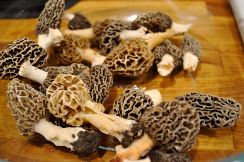 Fried morel mushrooms - NewlyWoodwards
